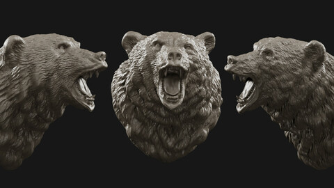Bear Grin Head
