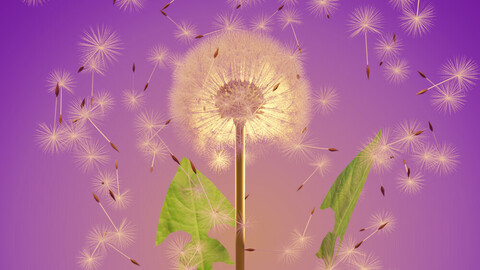 dandelion