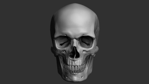 ZTL Skull Sculpt with subdivisions and UV's