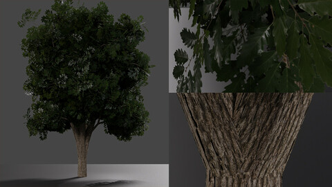Realistic oak medium size