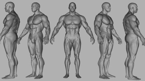 Arnold Schwarzenegger Basemesh