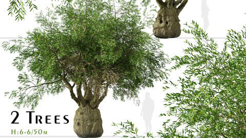 Set of brachychiton Rupestris Trees (Queensland bottle) (2 Trees)