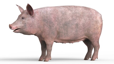 Pig 3D Model