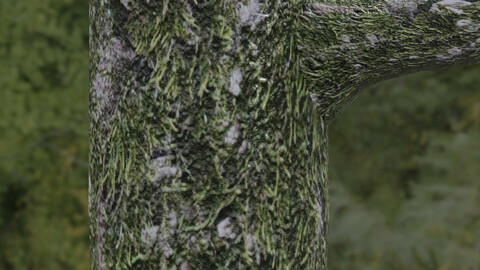Mossy Tree Bark 1 PBR Material