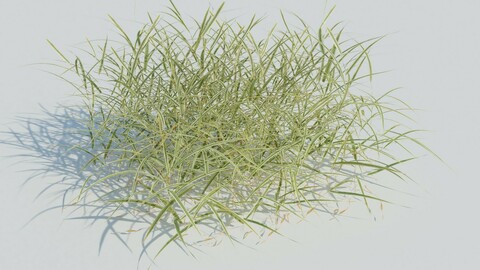 Gardener's Garter Grass