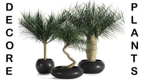 collection 01-indoor plants