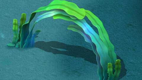 Seaside Cartoon World - Seaweed Arches