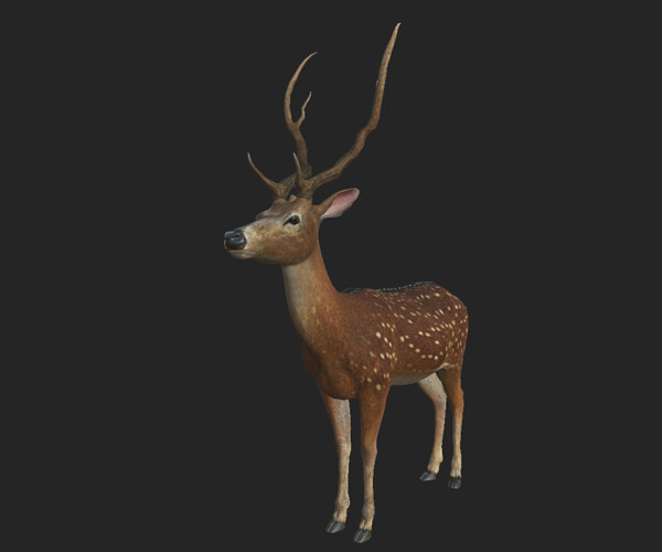 ArtStation - Realistic Deer 3d model with rigged | Game Assets