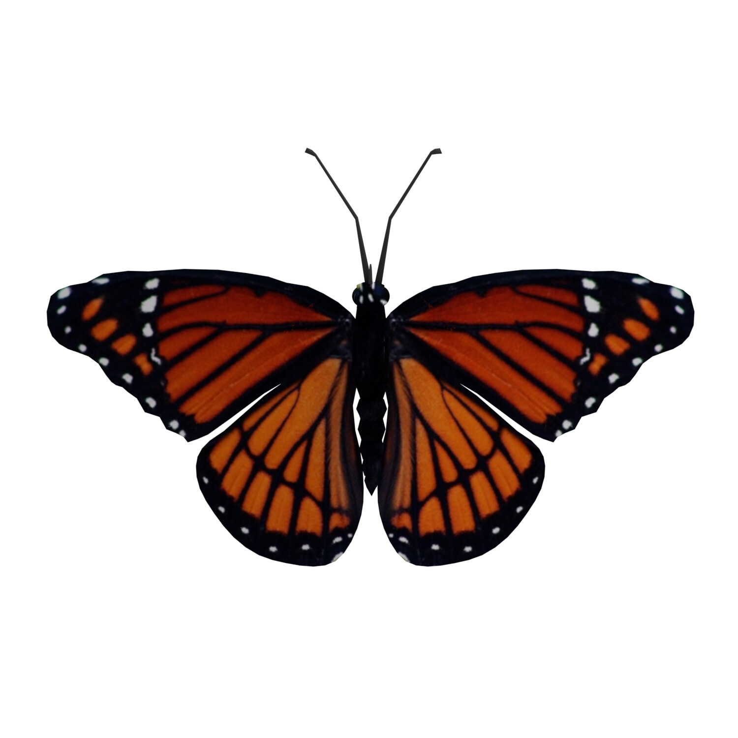 ArtStation - Beautiful Animated Butterflies Set 3D Model | Resources
