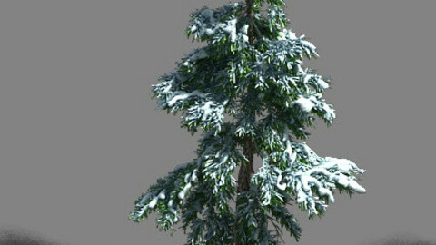 Ice and Snow - Cedar 01