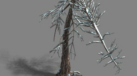 Ice and Snow - Cedar 03