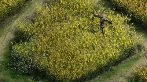 Paddy field - scarecrow