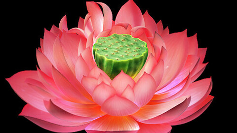 Game Model - Lotus