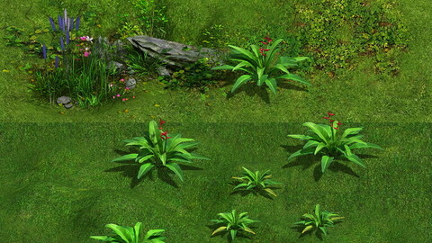 Ferns 01