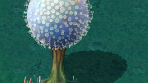 Cartoon version - pompon Spores