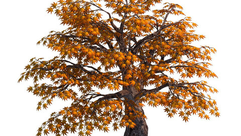 Qixiashan - tree