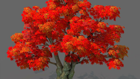 Forest - Maple Tree 15