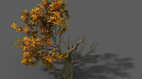 Forest - Trees 13