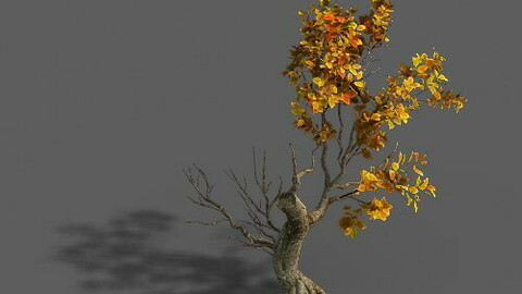 Forest - Trees 15