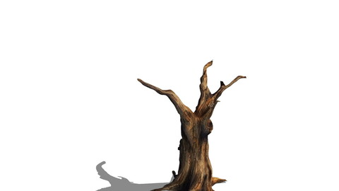 Desert - dead tree 13
