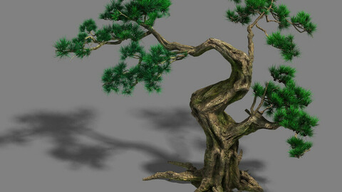 Forest - Pine 12