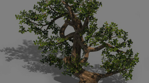 Plant - cypress