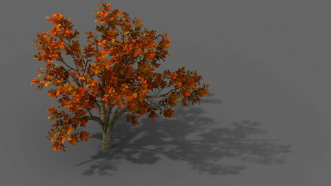 Plant - Shrub 01