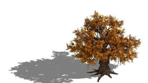 Plant - yellow tree