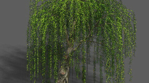 Plant - Willow 12