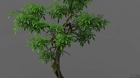 Plant - green tree 1