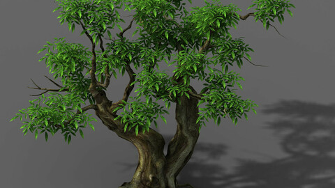 Plant - Green Tree 3