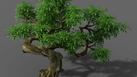 Plant - Green Tree 6