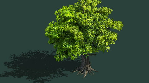 Plant - Green Tree 8