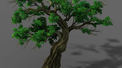 Plant - green leaf tree 01