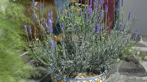 Garden Flowers - Lavender Bushes