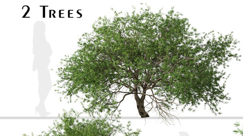 Set of Larix kaempferi Trees (Japanese larch) (2 Trees)