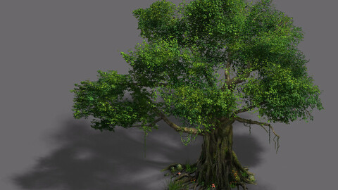Plant - banyan tree