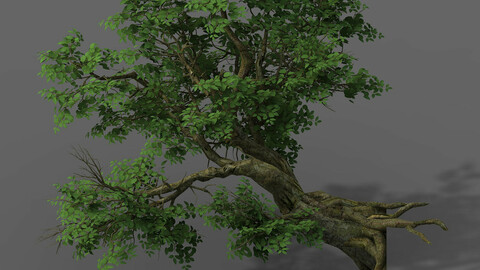 Plant - banyan tree 05