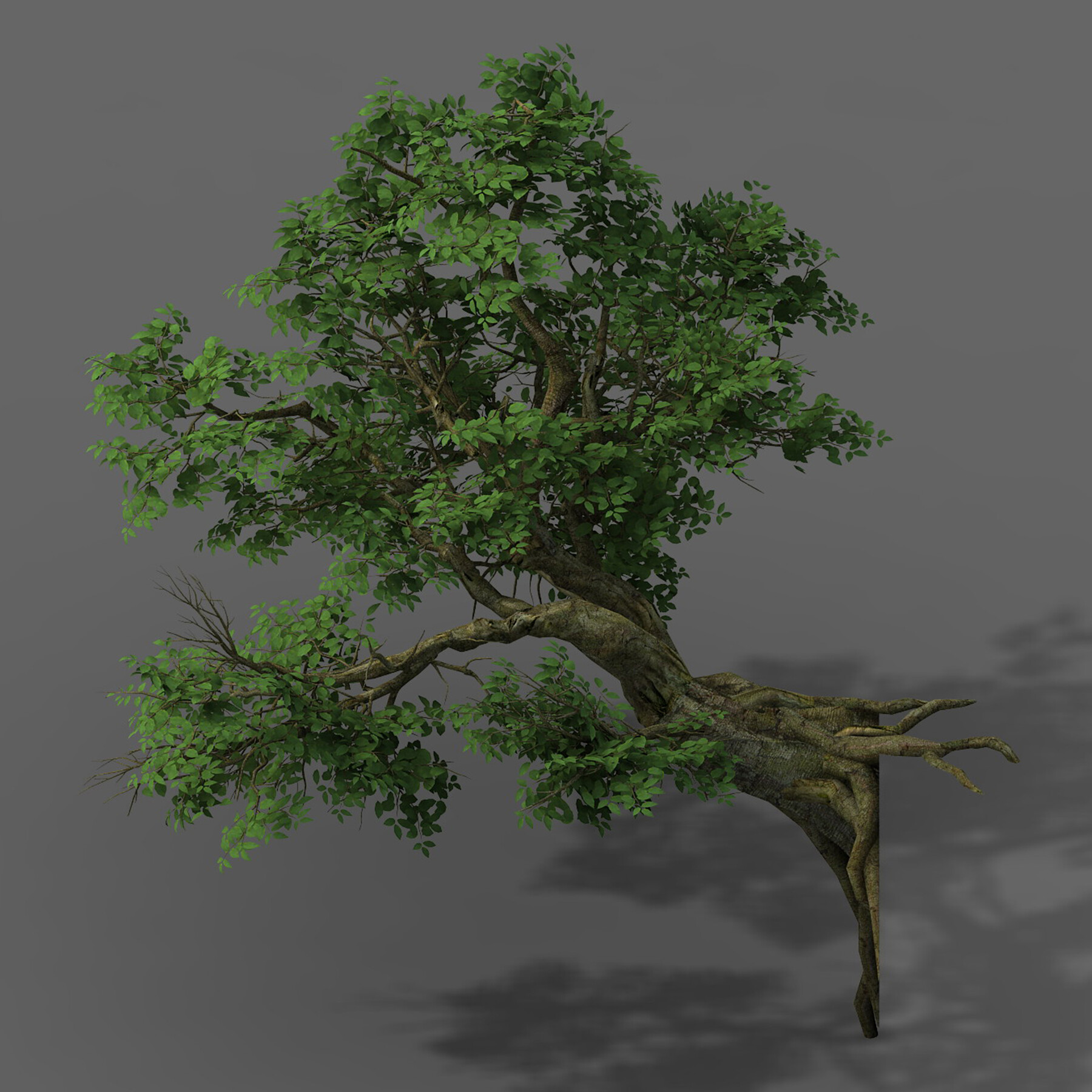 Материал дерева для 3d max. Tree 5. Gdevelop 5 дерево. Tree 5. Acer tree 3d.