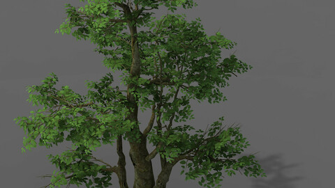 Plant - banyan tree 06