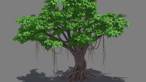 Plant - banyan tree 14