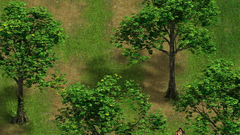Plant - Tree 16