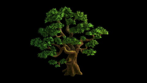 Plant - Pine 05