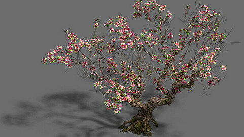 Plant - Peach Tree 18