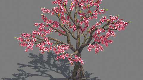 Plant - Peach 13
