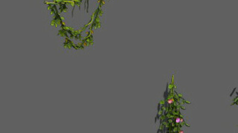 Plant - Vines 16