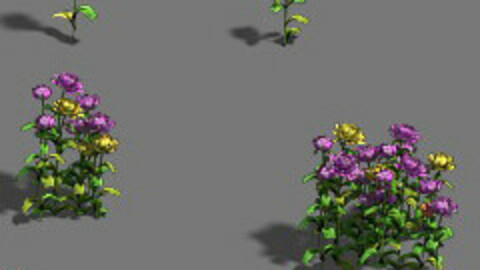 Plant - flowers