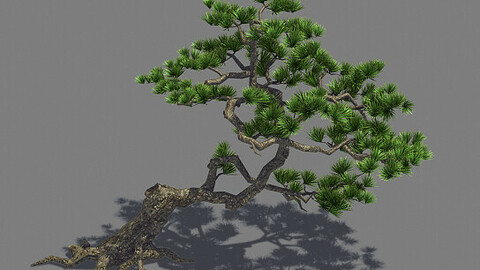 Plant - welcoming pine 01
