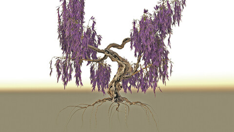 wisteria