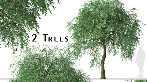 Set of Pyrus salicifolia Trees (Weeping Silver Leaved Pear) (2 Trees)